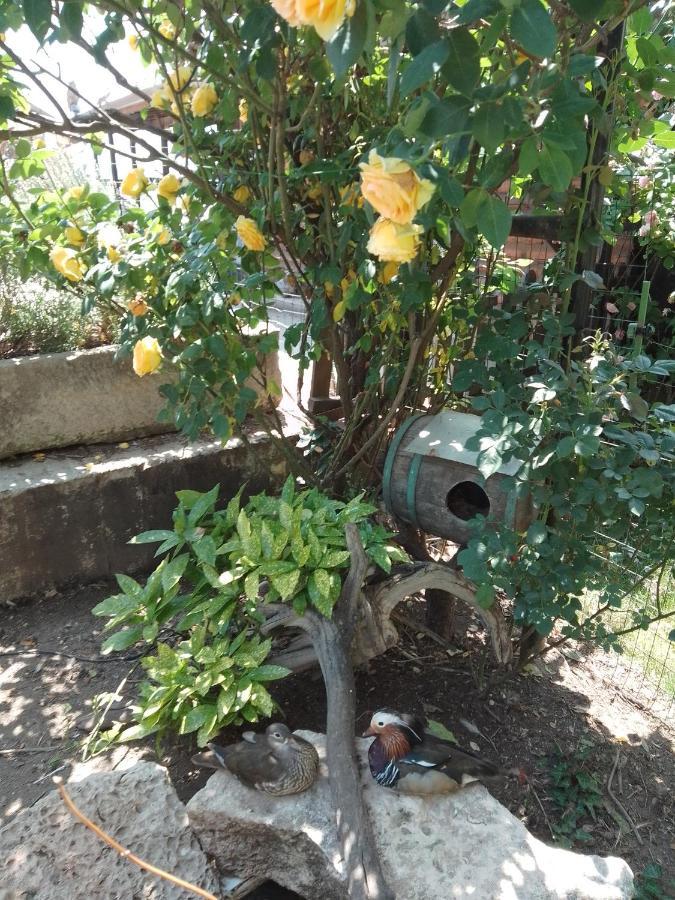 Guest House Amazonia Varna Exterior foto